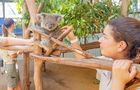 Volunteer in Australia - Port Stephens Wildlife Sanctuary