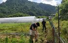 Volunteer in Japan - Otaki Village Agriculture