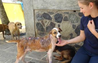 Volunteer in Sri Lanka - Dog Care and Veterinary Assistance