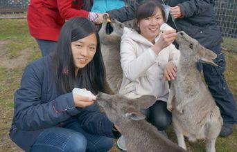 Volunteer in Australia - Port Stephens Wildlife Sanctuary