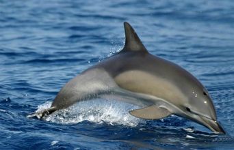 Volunteer in Italy - Liveaboard Dolphin Research Expedition