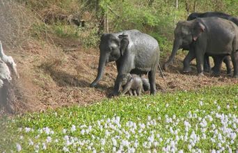 Volunteer in Sri Lanka - Wild Elephant Conservation and Research