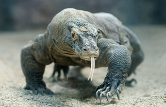 Volunteer in Indonesia - Komodo Dragon Conservation