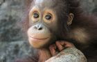 Volunteer in Indonesia - Orangutan and Wildlife Rescue Center