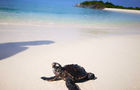 Volunteer in Maldives - Marine and Turtle Conservation