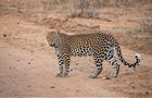 Volunteer in South Africa - Big Cats Research and Conservation in the Greater Kruger Area