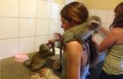 Volunteer in South Africa - Monkey and Wildlife Rehabilitation Center