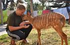 Volunteer in South Africa - Pre-Vet Wildlife Internship