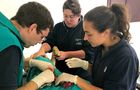 Volunteer in South Africa - Pre-Vet Wildlife Internship