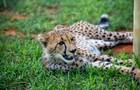 Volunteer in South Africa - Wild Cat Sanctuary