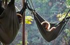 Volunteer in Thailand - Gibbon Primate Sanctuary