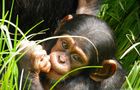 Volunteer in Zambia - Chimpanzee Wildlife and Orphan Care