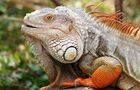 Volunteer in Ecuador - Giant Tortoise Center in the Galapagos