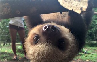 Hanging Around With Baby Sloths