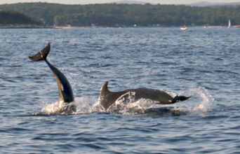 The Dolphins