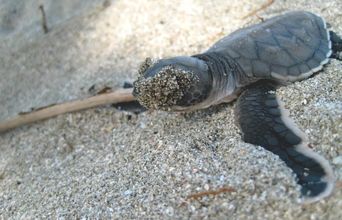 Baby Turtle!