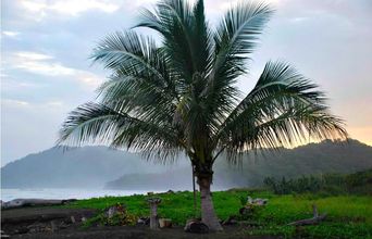 Volunteer in Costa Rica - Sea Turtle Conservation