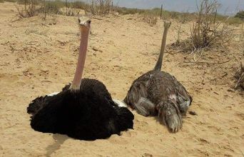 Male (Right), Female (Left) On A Hot Day