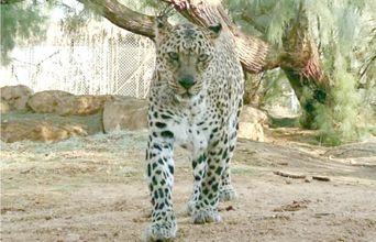 The Leopard Walking My Way