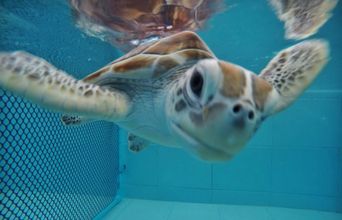 Green Turtle At The Marine Center