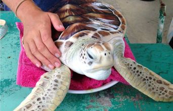 Weighing All The Turtles Today