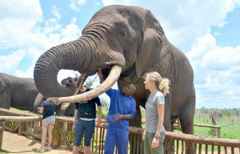 Elephants are really big!