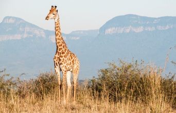 On My First Game Drive. A Great Way To Start Out