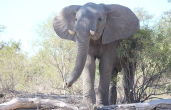 Male Elephant Smelling Us On A Game Drive