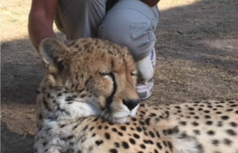 Cheetah Encounter