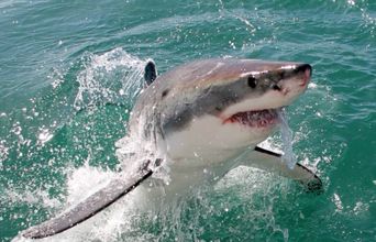 Volunteer in South Africa - Great White Shark Conservation