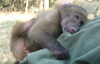 Monkey Hugs!