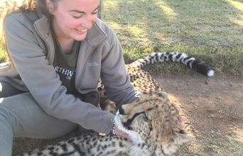 Such A Lovely Cheetah