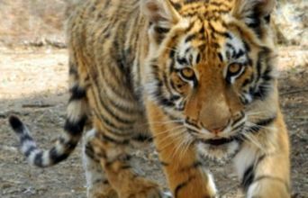 Volunteer in South Africa - Tiger Close-Up!