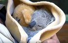 Volunteer in Australia - Wild Animal Sanctuary