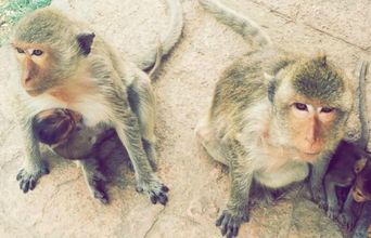 Meeting Monkeys At Monkey Temple