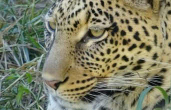 Leopards Live In Large, Humane, Natural Environments