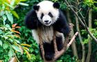 Volunteer in China - Giant Panda Center