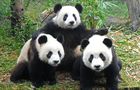 Volunteer in China - Giant Panda Center