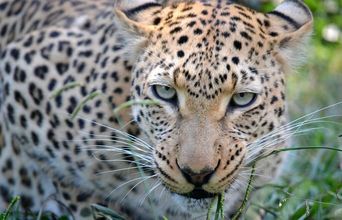 Volunteer in South Africa - Leopard