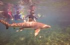 Volunteer in Malaysia - Coral Reef Conservation and Diving