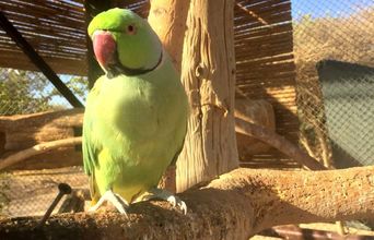 Beautiful Brazilian Parrot