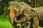 Volunteer in Thailand - Elephant Forest Refuge