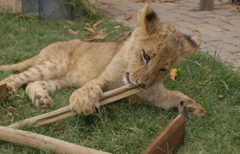 Tau, The Four Month Old Cub