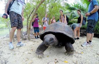 Everyone Getting Photos Of The Giant Tortoises