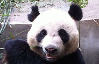 Volunteer in China - Panda Eating